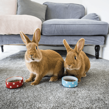 O que procurar numa boa ração de coelhos? - PETTER