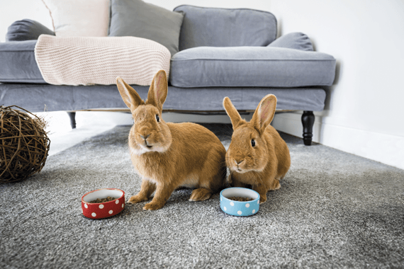 O que procurar numa boa ração de coelhos? - PETTER