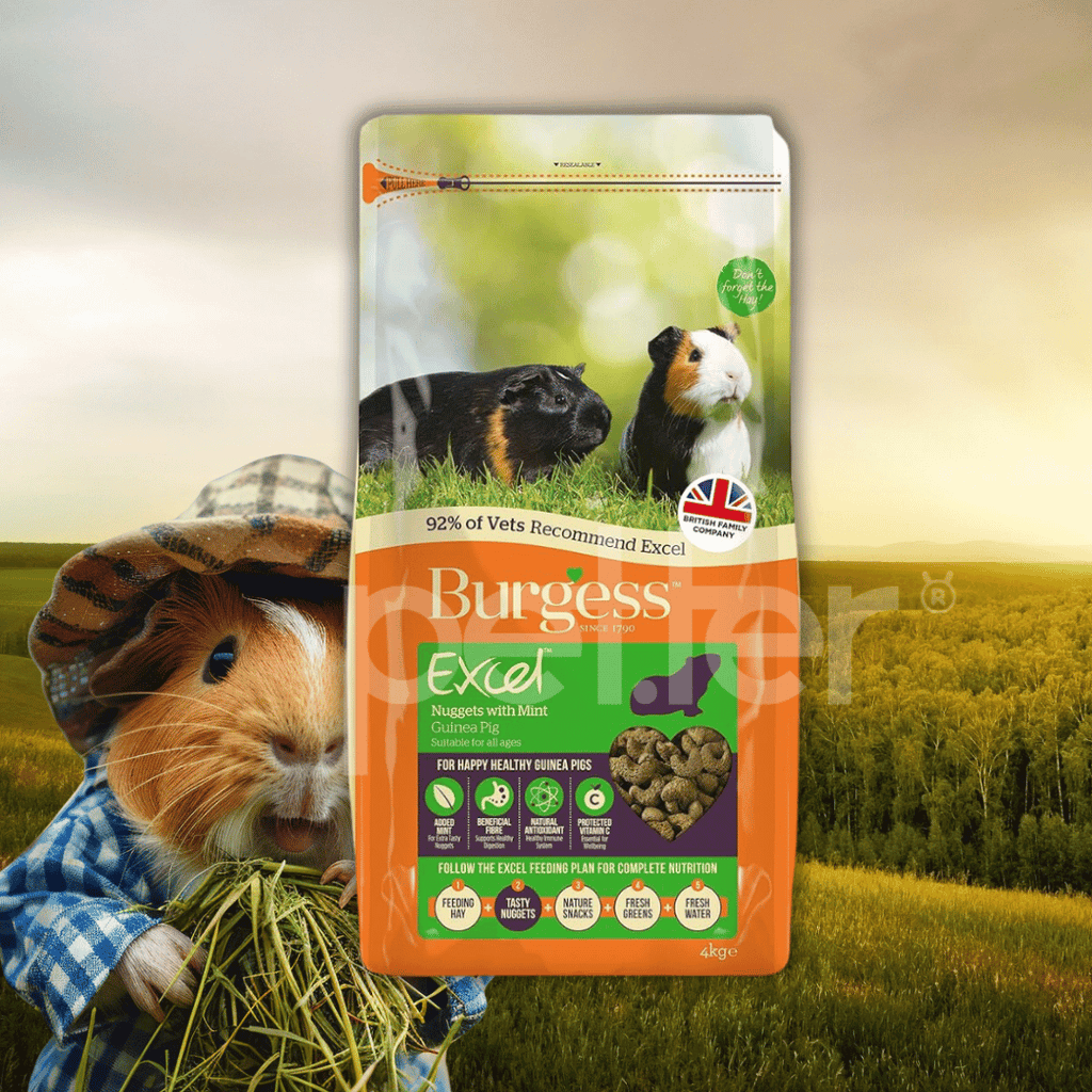 Burgess guinea pig sale